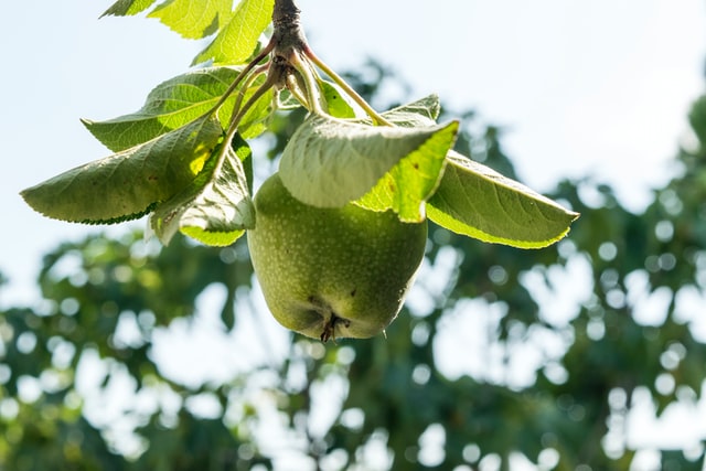 SEO-laaghangend-fruit